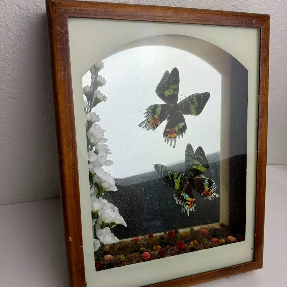 Set of 2 pc Butterfly URANIA RIPHEUS Madagascan Sunset Hand - Crafted Display
